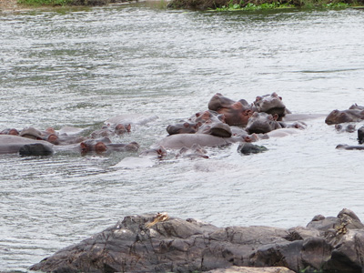 Hippos in Crocodile River, Kruger, South Africa 2013